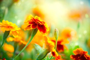 Marigold Çiçeği Tagetes. Sonbahar Çiçekleri Arkaplanı