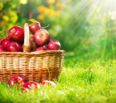 Organic Apples in the Basket. Orchard. Garden clipart