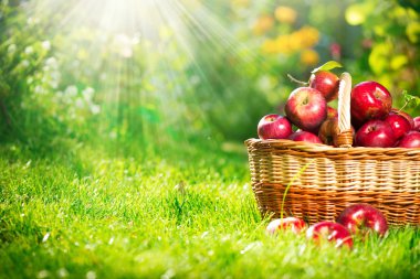 Organic Apples in the Basket. Orchard. Garden clipart