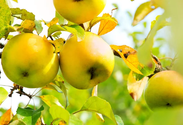 Äpfel an einem Zweig. Bio-Apfel anbauen — Stockfoto