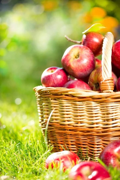 Mele biologiche nel cestino. Frutteto. Giardino — Foto Stock