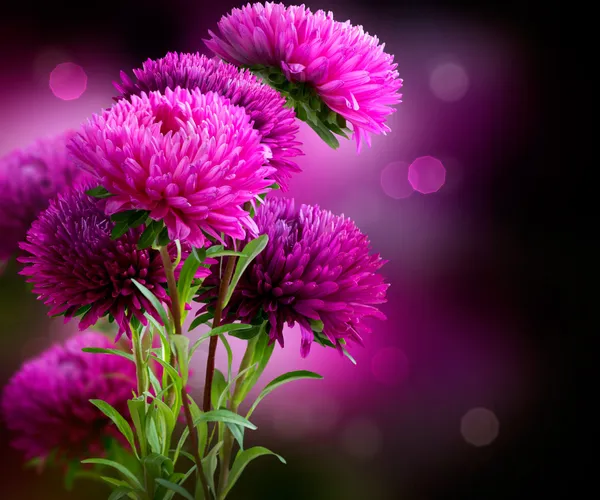 Aster Otoño Flores Diseño de Arte —  Fotos de Stock