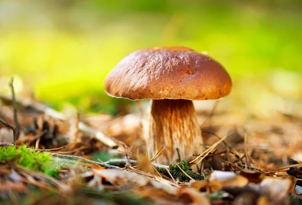 CEP paddenstoel groeit in herfst bos. Boletus — Stockfoto