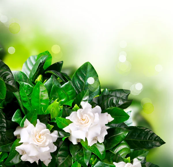 Gardenia Flowers. Jasmine — Stock Photo, Image