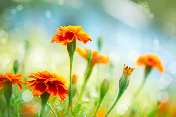 Tagetes Marigold Flower. Hösten blommor bakgrund — Stockfoto