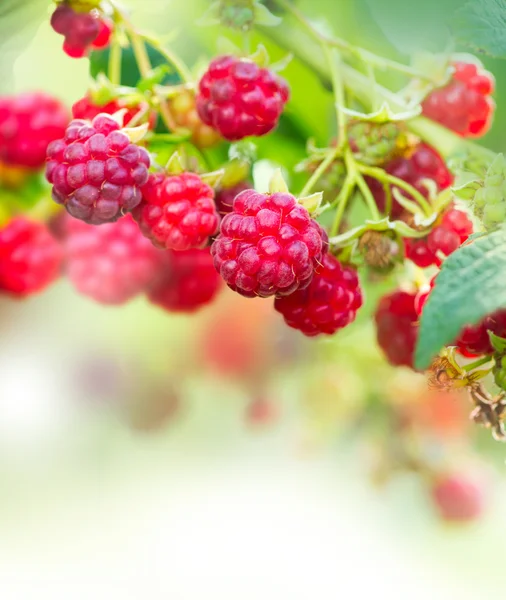 Himbeere. Anbau von Bio-Beeren Art Design — Stockfoto