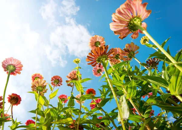 Blommor över blå himmel. zinnia blomma. höstens blommor — Stockfoto