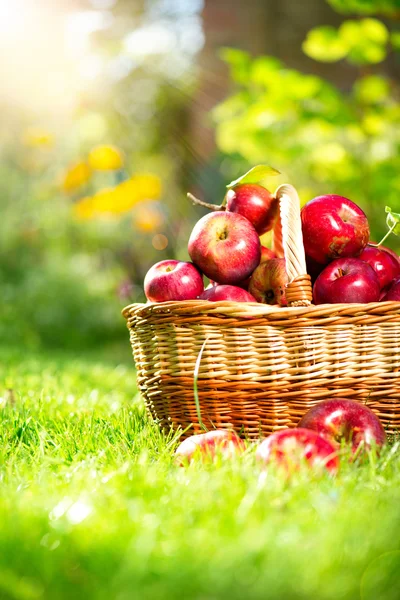 Organická jablka v košíku. Orchard. Zahrada — Stock fotografie