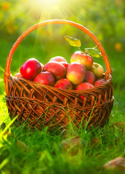 Maçãs orgânicas na cesta. Orchard. Jardim — Fotografia de Stock