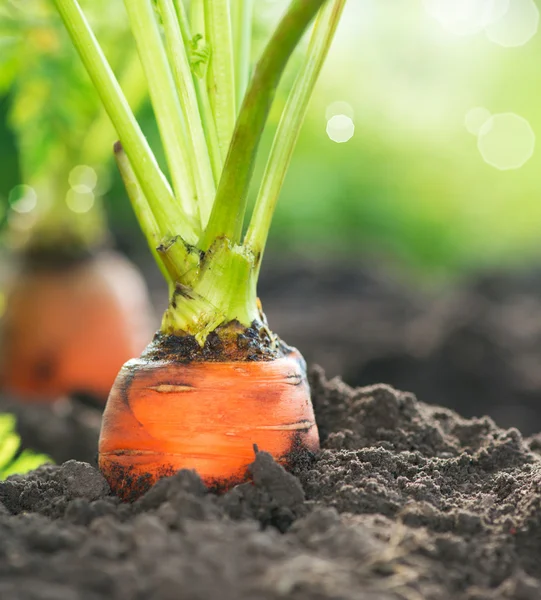 Zanahorias orgánicas. Crecimiento de la zanahoria Primer plano — Foto de Stock