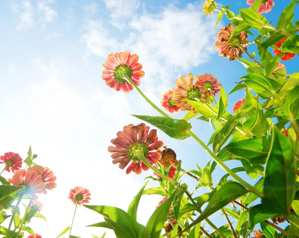 蓝蓝的天空上的鲜花。百日草花。秋花 — 图库照片