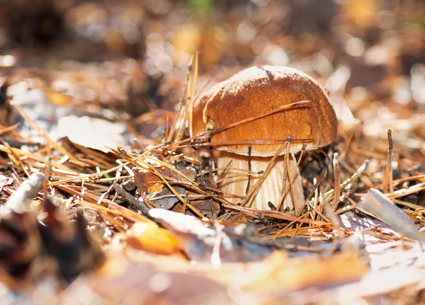 Cep gombatermesztés őszi erdőben. Vargánya — Stock Fotó