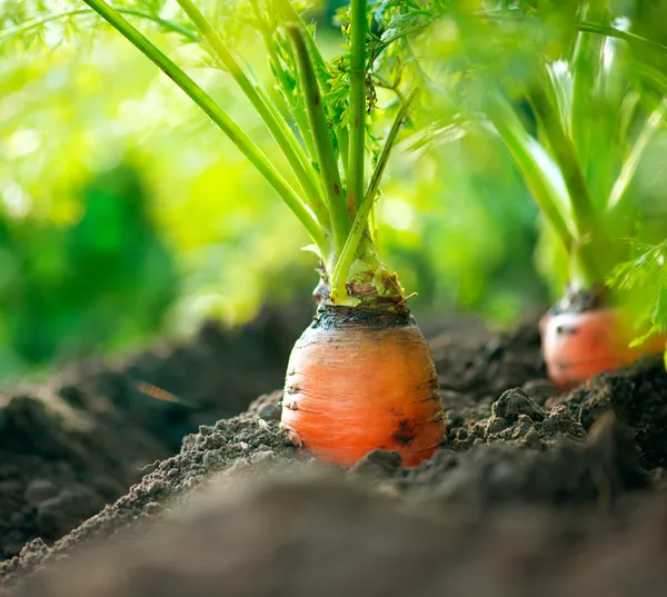 Zanahorias orgánicas. Crecimiento de la zanahoria Primer plano —  Fotos de Stock