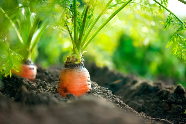 Zanahorias orgánicas. Crecimiento de la zanahoria Primer plano —  Fotos de Stock