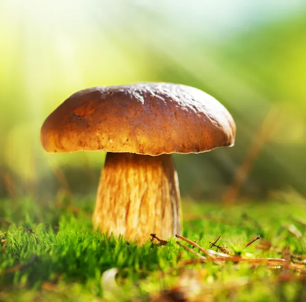 528 586 Champignon Stock Photos Images Download Champignon Pictures On Depositphotos 528 586 Champignon Stock Photos Images Download Champignon Pictures On Depositphotos