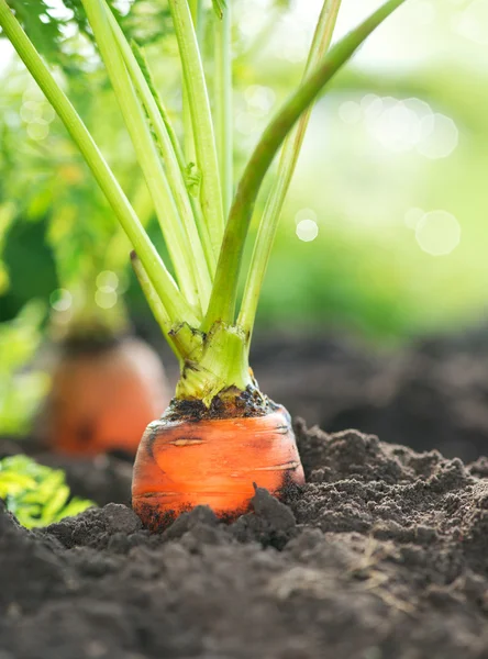 Zanahorias orgánicas. Crecimiento de la zanahoria Primer plano — Foto de Stock