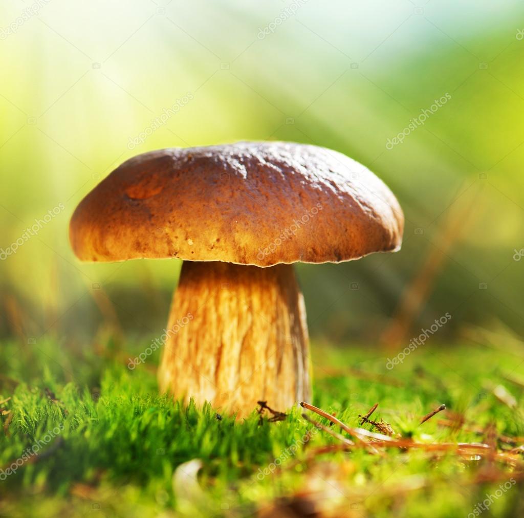 Subbotina