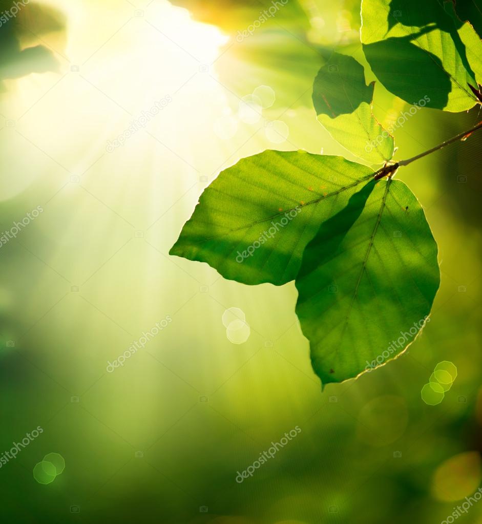 Green nature background Stock Photos, Royalty Free Green nature background  Images | Depositphotos