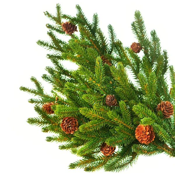 Weihnachtsbaum Zweig mit Zapfen Rand isoliert auf einem weißen — Stockfoto