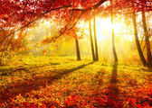 Herbstlicher Park. Herbstbäume und Blätter. Herbst