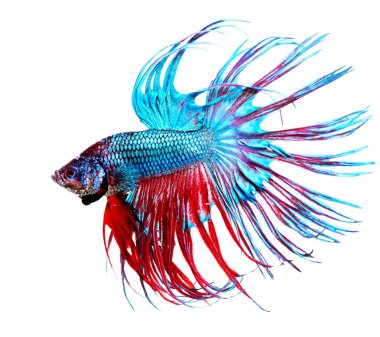 Betta balık portre. renkli ejderha balık