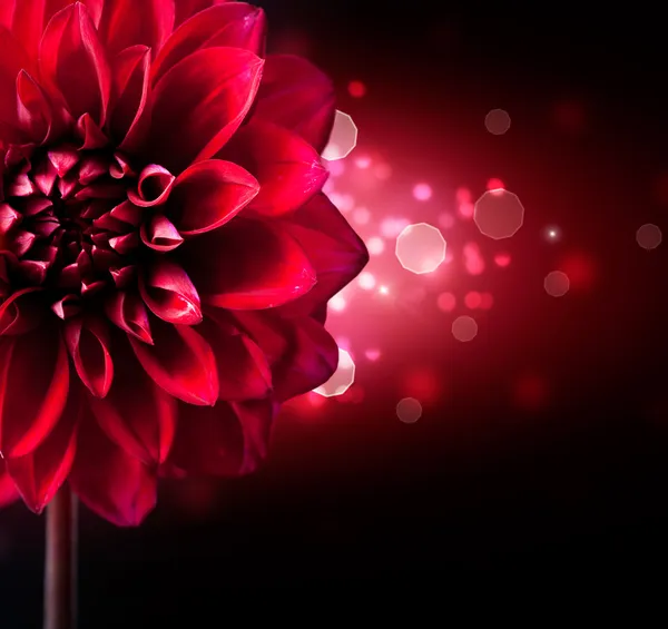 Дизайн квітка жоржин над чорним фоном — стокове фото