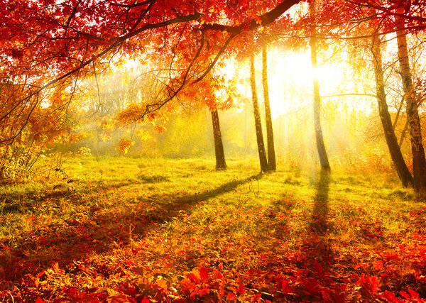 Осенний парк. Осенние деревья и листья. Падение
