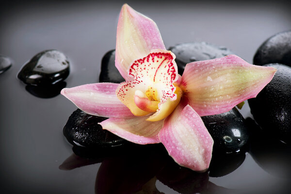 Курортные камни и орхидея на темном фоне
