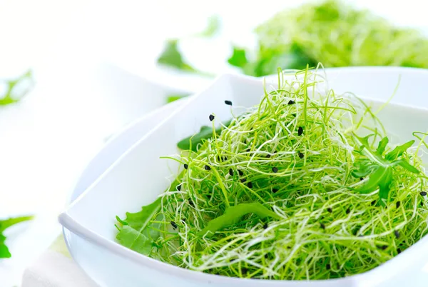 ไมโครกรีน สลัดเขียวเพื่อสุขภาพ ต้นกล้าเล็กๆ อาหาร — ภาพถ่ายสต็อก