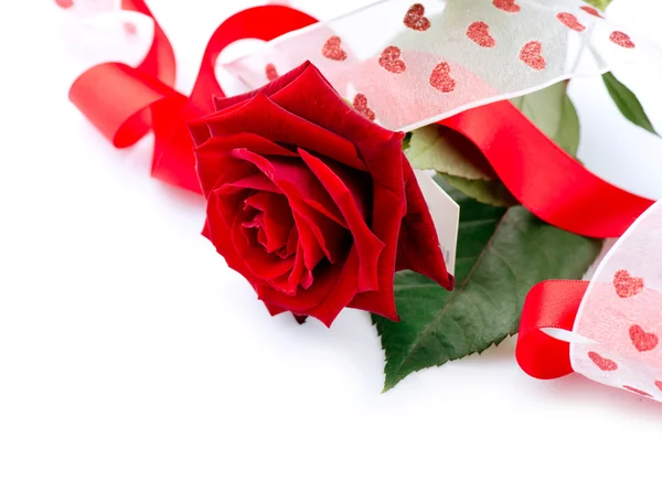 Valentines Gift. Rose Flower with Ribbon isolated on white — Stock Photo, Image