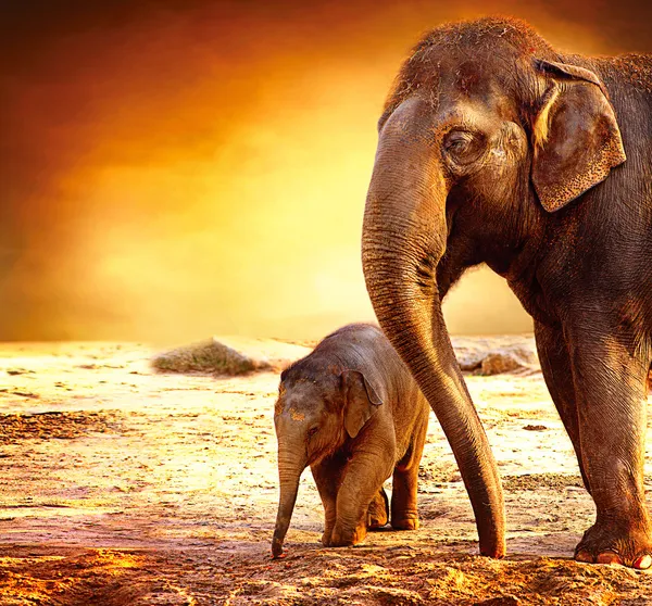 Elephant Mother and Baby outdoors — Stock Photo, Image