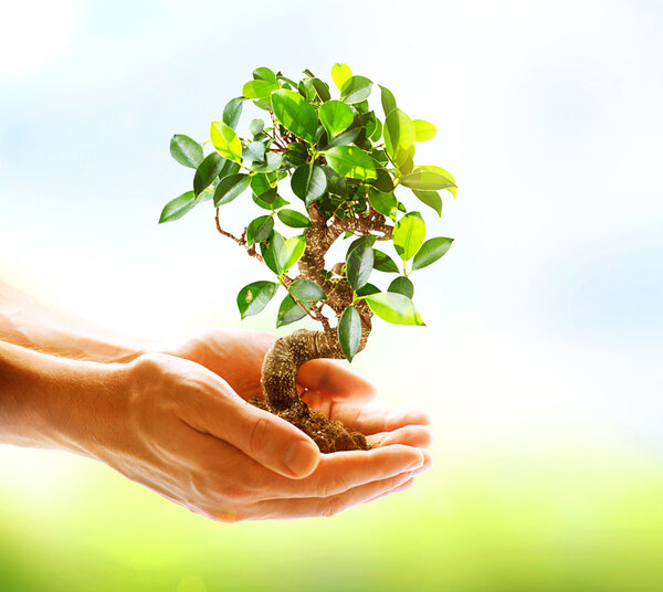 Human Hands Holding Green Plant Over Nature Background