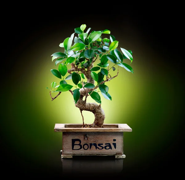 Bonsai isolated on Black background — Stock Photo, Image