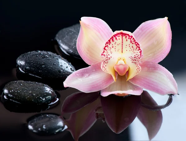 Pedras Zen e flor de orquídea. Massagem de pedra — Fotografia de Stock