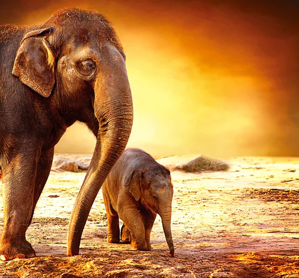 Elephant Mother and Baby outdoors Stock Photo