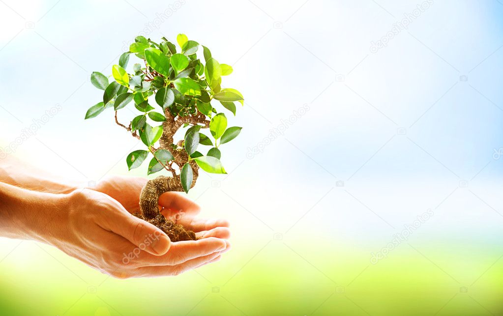 Human Hands Holding Green Plant