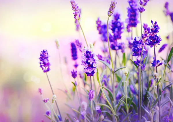 Lavender Field — Stock Photo, Image