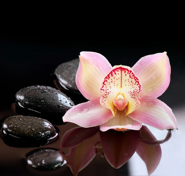 Zen πέτρες και ορχιδέα λουλούδι. μασάζ με πέτρες — Φωτογραφία Αρχείου