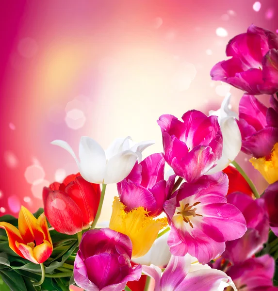 Spring Flowers. Tulips Border Art Design — Stock Photo, Image