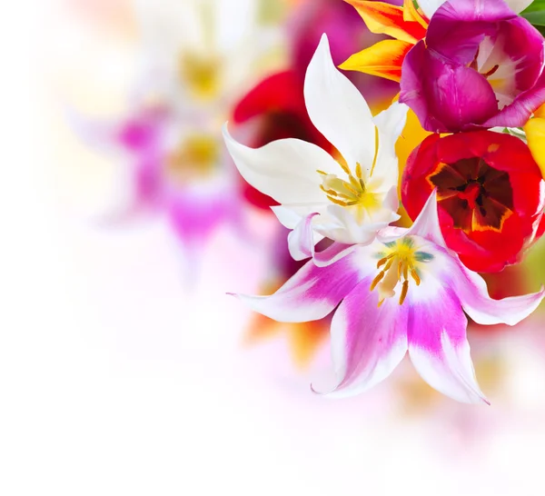 Frühlingsblumen über Weiß. Tulpenstrauß — Stockfoto