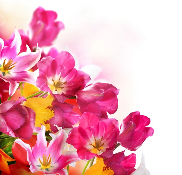 Spring Flowers over white. Tulips bunch — Stock Photo, Image