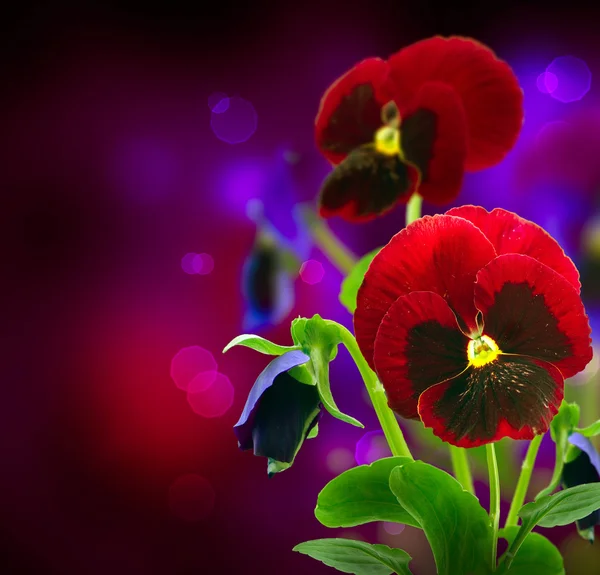 Spring Flowers Pansy over Black — Stock Image Spring Flowers Pansy over Black Stock Photo