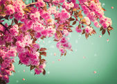 Sakura Blumen Hintergrund Kunstdesign. Frühlingssakralblüte