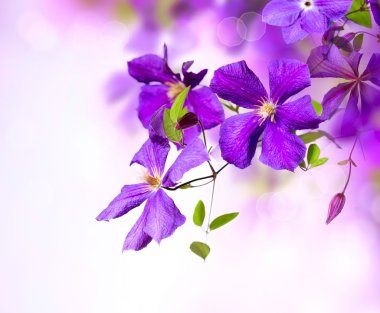 Clematis Flower. Violet Clematis Flowers Art Border Design clipart