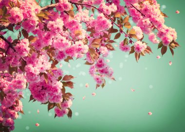 Sakura çiçek sanat tasarım arka plan. Bahar sacura çiçeği
