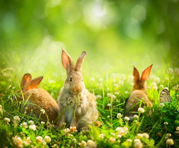 Conejos. Diseño de arte de lindos conejitos de Pascua en el prado —  Fotos de Stock