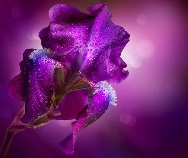 Iris Flowers Art Design. Hermosa flor violeta — Foto de Stock