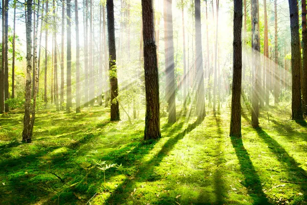 Nebbia mattutina. Foresta nebbiosa e nebbiosa — Foto Stock