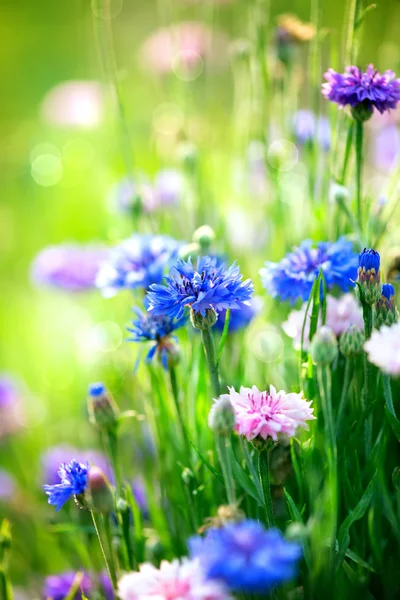 Kornblumen. Wilde blaue Blumen blühen. Nahaufnahme — Stockfoto