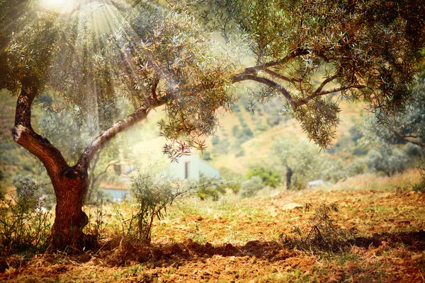 Olive Trees — Stock Photo, Image